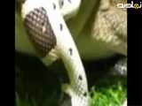 حمله یک قورباغه به مار