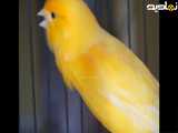 صدای قناری زرد ماده مست
