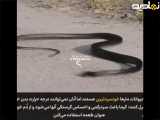 لحظه عجیب خودکش مار