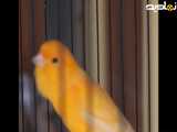 صدای قناری ماده زرد بی قرار برای تحریک نر-- مستند صدای قناری زرد