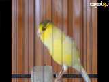 صدای قناری ماده خوشگل