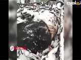 مراقبت عقاب مادر از فرزندانش در برف و سرما| حاضره خودش یخ بزنه ولی جوجه هاش در امان باشن
