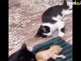 این گربه ی بچه شو گم کرده بود