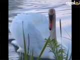 قو تنها پرنده ای هست که زمان مرگش رو میدونه