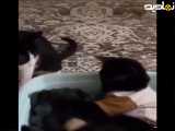 فیلمی تلخ درباره ی گربه .............