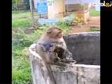 ( گربه و میمون ) تلاش یک میمون برای خارج کردن گربه ای که از گودال