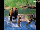 مستند حیوانات - مستند حیات وحش - حمله سگ به توله خرس