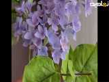 گل چینی : لیلاک
