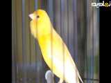 صدای قناری ماده مست بی قرار برای تحریک قناری نر-- مستند قناری ماده زرد