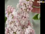 آموزش گلسازی: گل لیلاک