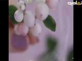 گل چینی مخصوص تزیین درخت کریسمس