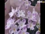 آموزش گل چینی یک نوع گل لیلاک