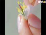 آموزش شکوفه گل چینی