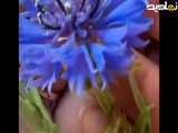 آموزش گل چینی یک نوع گل کوهی