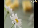 گل بابونه صحرایی با خمیر چینی