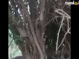 طبیعت زیبای روستا