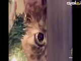 گربه ها کلا موجودات بامزه ای هستن