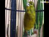 صدای قناری ماده-- صدای قناری مست ماده-- ویدئوی قناری اواز خوان