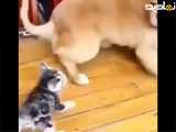یعنی ببین این گربه ها چقدر سلیطه ان که سگای گولاخم ازشون میترسن