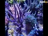 آکواریوم های حرفه ای آب شور تپه مرجانی SPS َ