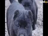 حیوانات |سگ جنگی |حیوانات زیبا جالب دیدنی |کلیپ سگ جنگی