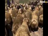 کلیپ اهنگ حیواناات عشق گله داری