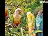 صدای طوطی های برزیلی نر و ماده و رنگارنگ-- مستند طوطی ها در طبیعت