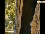 صدای درخت پیر عجیب و جالب