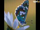پروانه و گل بابونه