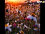 دشت گل های بابونه در غروب