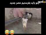 شیرین کاری خنده دار