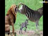 حیات وحش|جدال حیوانات|