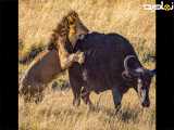 نبرد سنگین بوفالو با شیر | مستند حیات وحش | رازبقا | مستند حیوانات
