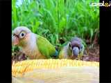 صدای طوطی های خوشگل نر و ماده برزیلی -- مستند ذرت خوری طوطی های نر و ماده برزیلی