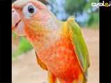 صدای طوطی برزیلی ماده برای تحریک نر0 مستند طوطی برزیلی
