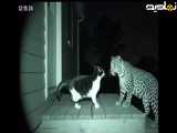 فیلمی وایرال شده از حکمرانی و سواری گرفتن یک گربه از یوزپلنگ