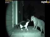 عجایب حیات وحش|اقتدار گربه بریوز پلنگ وحشی