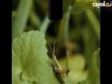 صدای ملخ با این دقت شنیدین
