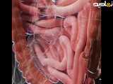 کلیپ دانستنی ( سفری به شگفتی های درون بدن انسان! )