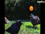 ببینید زرنگی این زاغ رو برای شنا کردن توی آب