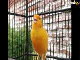 صدای قناری ماده زرد خوشگل-- مستند قناری زرد مست