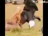 صحنه ای جالب از حیات وحش