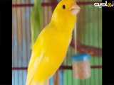 صدای قناری ماده بی قرار در قفس--مستند قناری زرد ماده