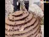 کشف جالب یک لانه زنبور آسیایی در کنار جوی آب!