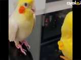 کار های با مزه پرنده خانگی
