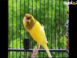 صدای قناری ماده زرد برای تحریک قناری نر-- مستند قناری مست