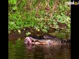 حیات وحش بی رحم|تمساح گربه وحشی را میخورد