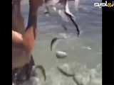 صید ماهی به روش خاص