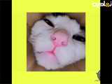 کلیپ حیوانات|گربه بامزه