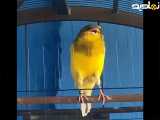 حیوانات |پرنده قناری زیبا قشنگ |پرنده